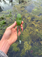 Weedless Frog Fishing Lure for Pike and Perch